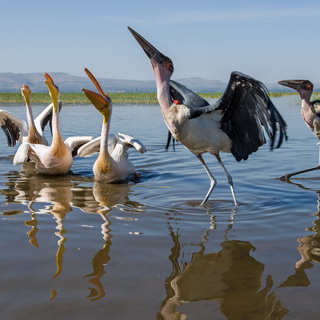 Lake Awassa - Pelicans and maraboes